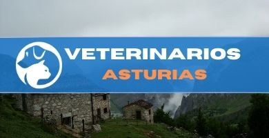 Veterinarios asturias