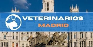 Veterinarios urgencias Madrid