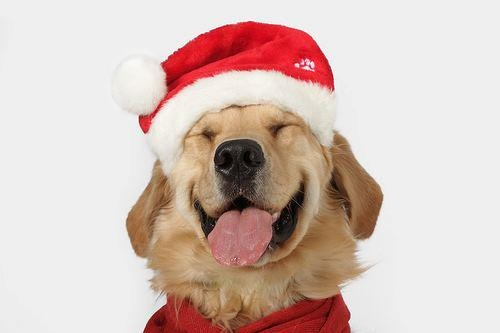 perro sonriente sombrero de navidad