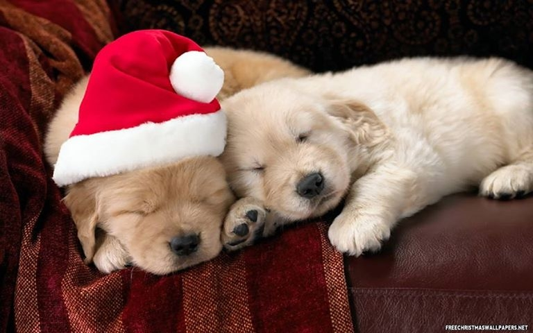 cachorros durmiendo gorro de navidad