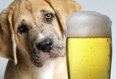 alcohol de perro