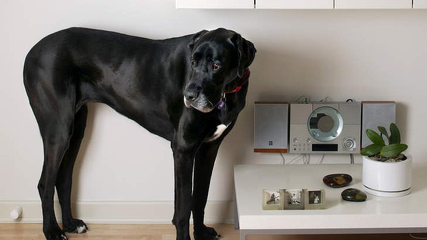 5 razas de perros sorprendentes que se adaptan perfectamente a la vida en un apartamento