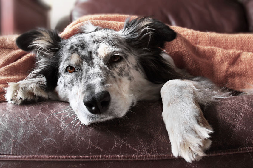 Insuficiencia renal crónica en perros: síntomas y cómo tratarlos