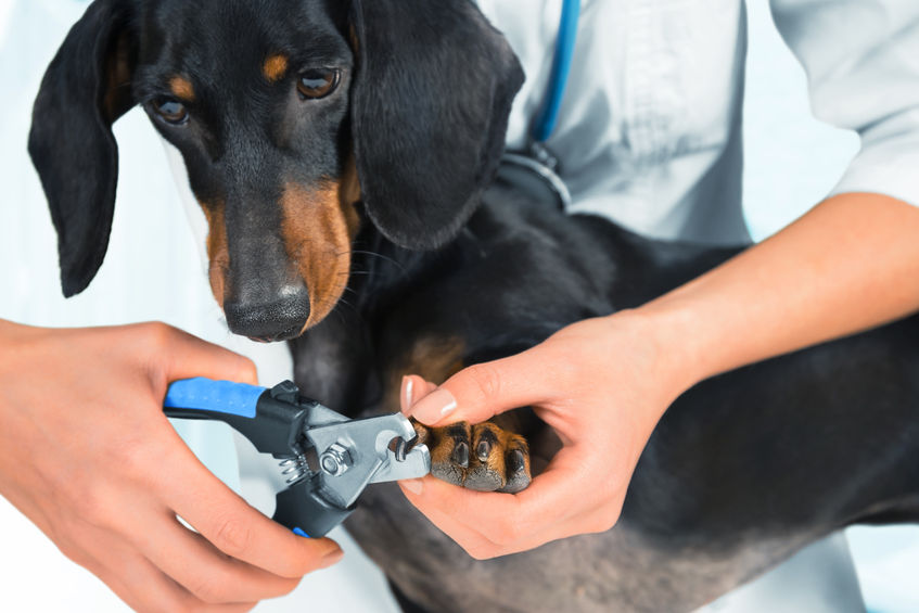 La forma sin estrés de cortarle las uñas a tu perro