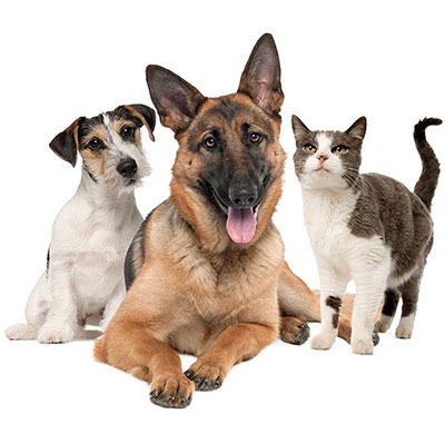 Los pros y los contras del seguro para mascotas