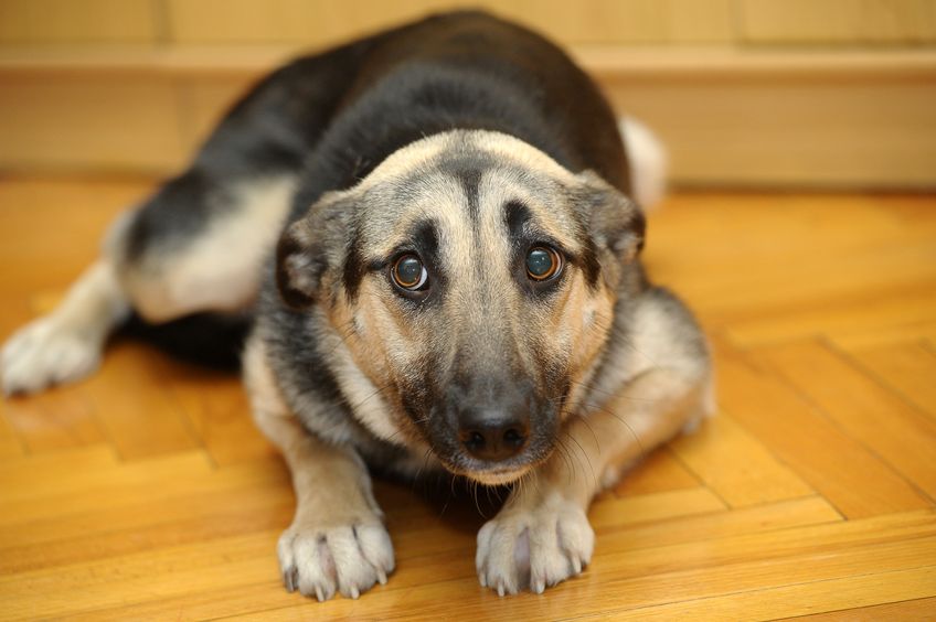 Seis formas de calmar a un perro ansioso