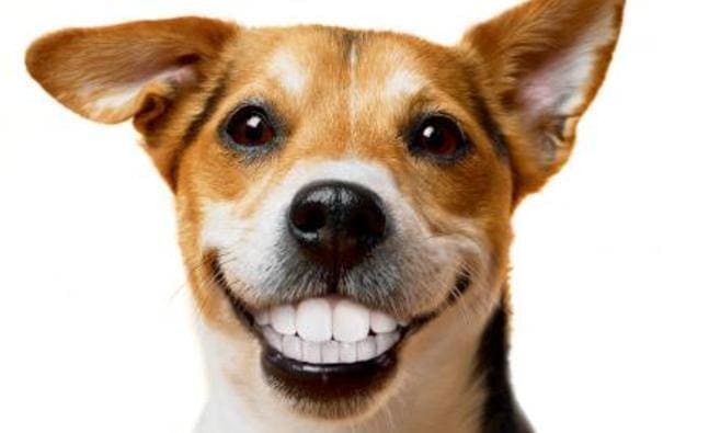 Perro con dientes perfectos