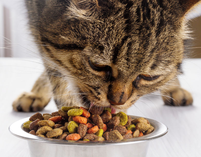 ¿Cuánto deberías alimentar realmente a tu gato?