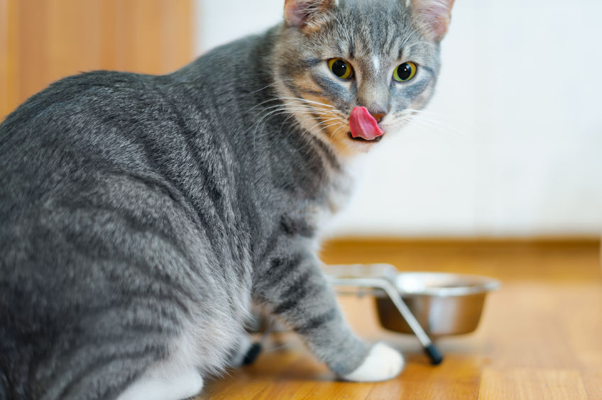 ¿Existe una mejor manera de alimentar a tu gato?