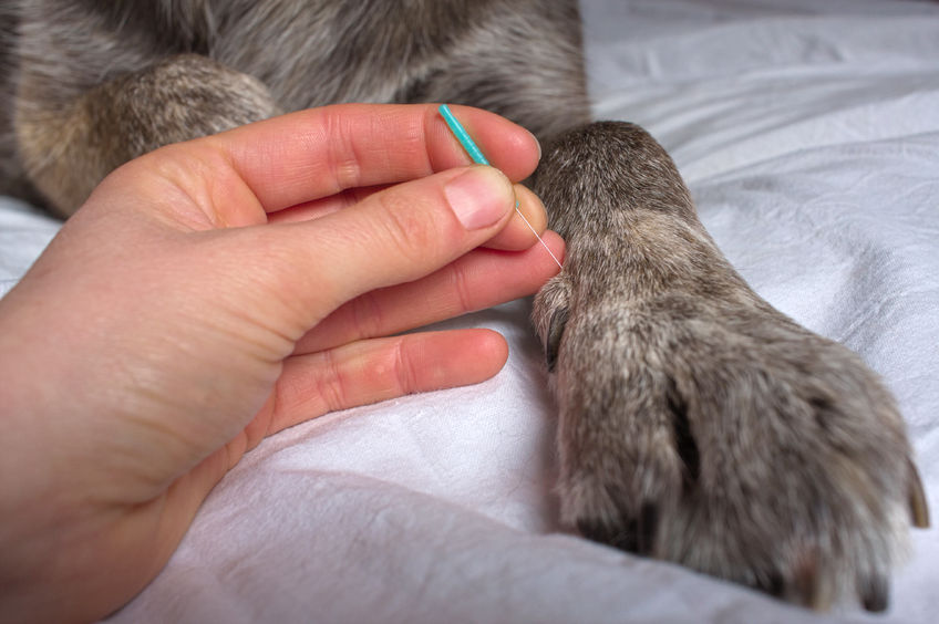 ¿Funciona la acupuntura en perros?