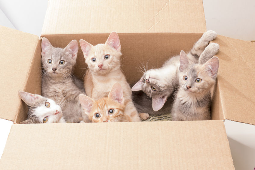 ¿Por qué a los gatos les encantan las cajas?