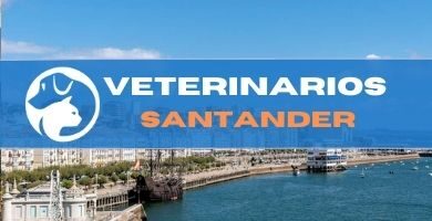 Veterinario urgencias Santander