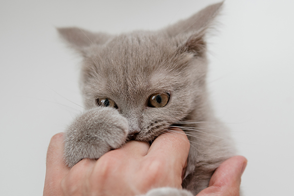 Un gatito gris muerde una mano.
