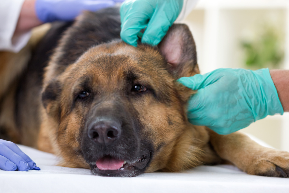 Tratamiento de la infección del oído del perro: diagnóstico natural y mejor para la infección
