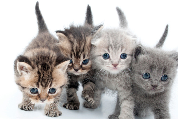 Un grupo de gatitos.