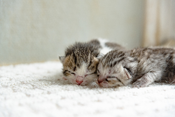 Dos gatitos grises con los ojos cerrados. 