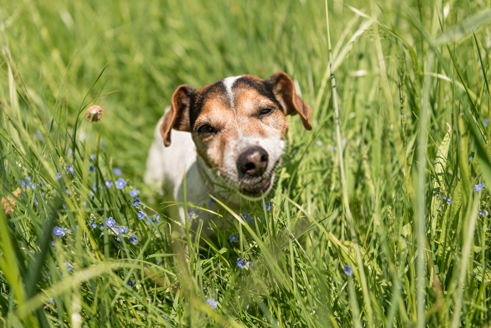 ¿Por qué los perros comen hierba?  Una guía detallada sobre hábitos caninos