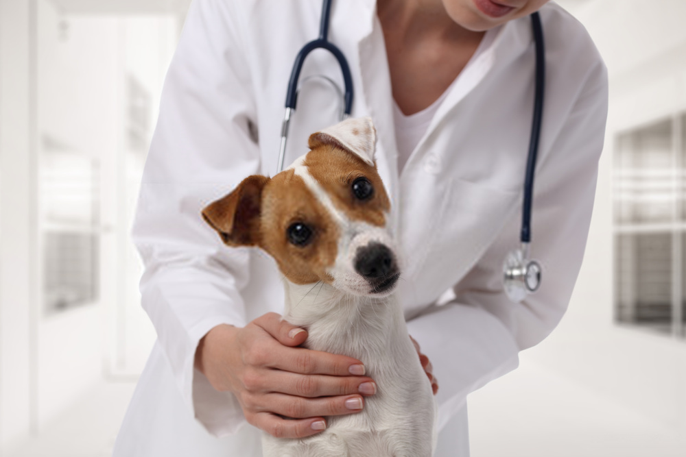 Tratamiento de mordeduras de perro: información sobre prevención y tratamiento de lesiones