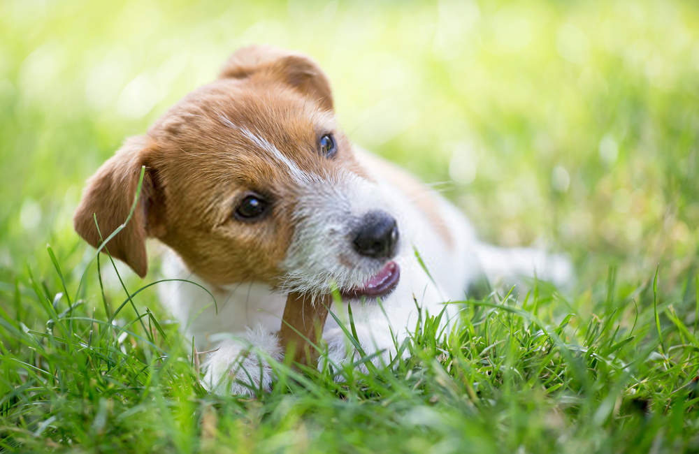 ¿Por qué los perros comen hierba?  Una guía detallada sobre hábitos caninos