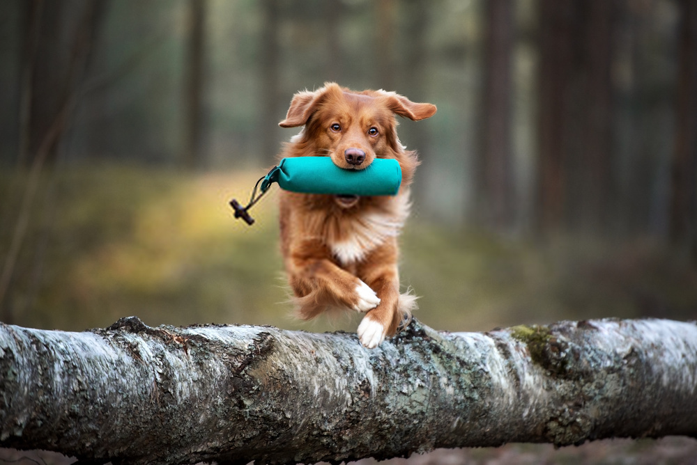 5 tipos asombrosos de adiestramiento de perros: enséñele a su perro sobre la obediencia
