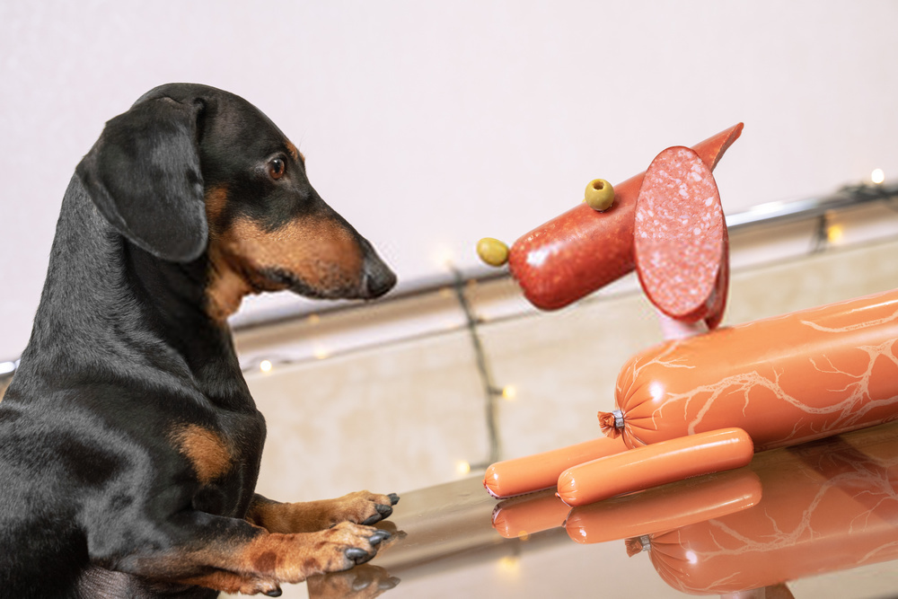 ¿Pueden los perros comer aceitunas?