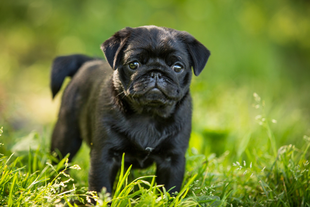 Los 10 datos principales sobre los cachorros de Pug negro que debes saber