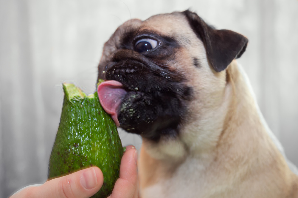 ¿Pueden los perros comer aguacate?  Efectos secundarios, beneficios discutidos