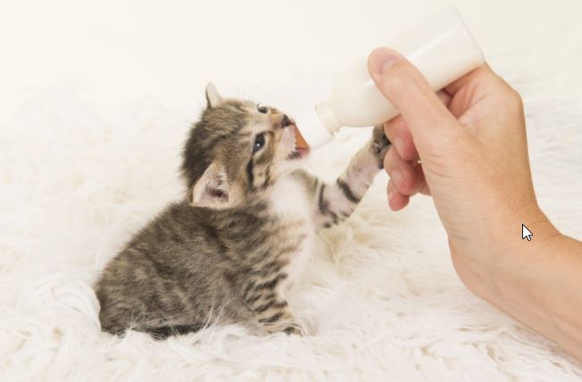 Alimentar gatito recién nacido