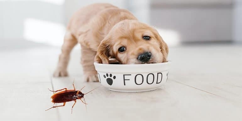 Cómo mantener las cucarachas fuera de la comida para perros
