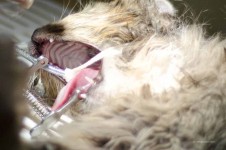 Un gato lavándose los dientes