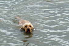 perro nadando
