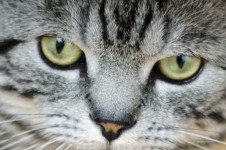 ojos de gato