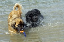 Dos perros están jugando en el agua.