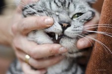 diente de gato