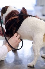 Examen veterinario del perro con un estetoscopio