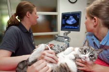 gato en ultrasonido
