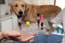 prueba de sangre de perro
