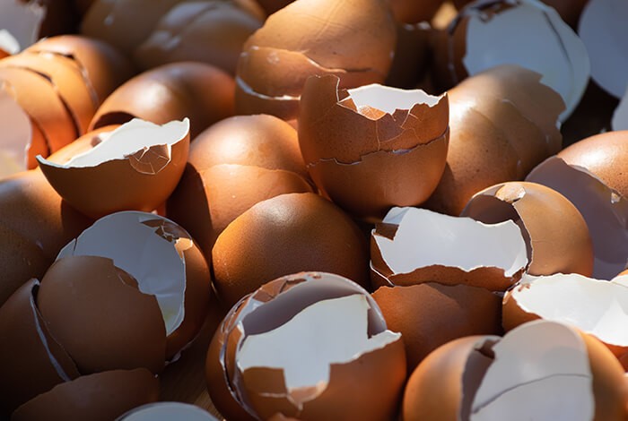 ¿Los perros pueden comer cáscaras de huevo?