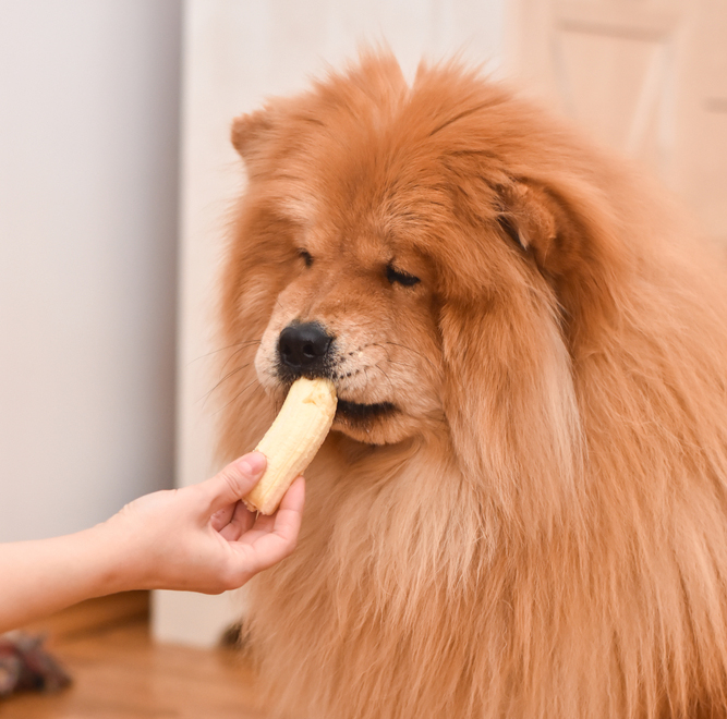 Pueden los perros comer cáscaras de plátano
