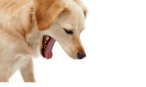 Como hacer vomitar a su perro