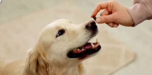 Antiparasitarios: Todo lo que debes saber de estos productos antes de aplicarlos en tu perro